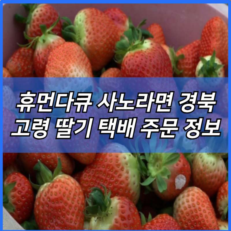 휴먼다큐 사노라면 경북 고령 딸기