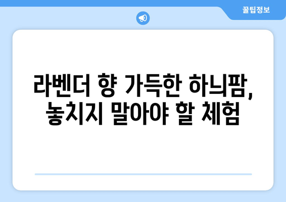 하늬팜 라벤더 축제 완벽 가이드| 2023년 축제 정보, 꿀팁, 코스 추천 | 라벤더, 축제, 여행, 가볼만한곳, 사진 명소