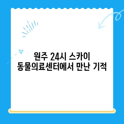 원주 강아지 사지마비 치료 후기| 24시 스카이 동물의료센터에서 찾은 희망 | 강아지, 사지마비, 재활, 치료, 후기, 동물병원