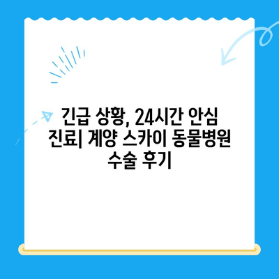 인천 계양 스카이 동물병원 24시 수술 후기| 만족도와 경험 공유 | 인천 동물병원, 24시 진료, 수술 후기, 계양구 동물병원