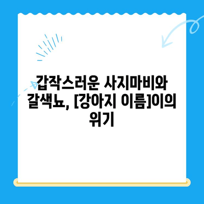 원주 스카이 동물병원에서 진행한 강아지 사지마비 및 갈색뇨 치료 후기| [강아지 이름]이의 회복 스토리 | 사지마비, 갈색뇨, 원주 스카이, 강아지 치료 후기