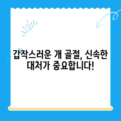 주말 24시간 동물병원| 개 골절 응급 치료, 어디서? | 24시간 진료, 응급 수술, 동물병원 찾기, 개 골절