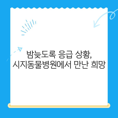 24시간 시지동물병원 고양이 심장진료 후기| 진료 과정과 경험 공유 | 고양이 심장병, 동물병원 추천, 진료 후기