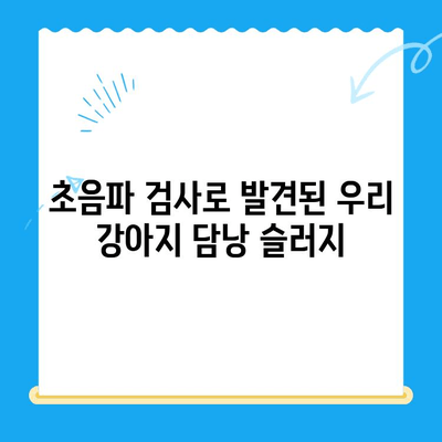 강아지 초음파 검사 후 24시 동물병원에서 담낭 슬러지 치료| 회복실 관찰기 | 담낭 슬러지, 강아지 질병, 24시 동물병원