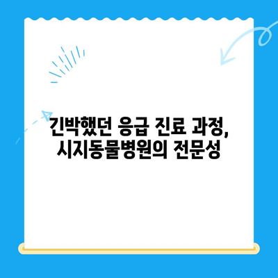 시지동물병원 고양이 심장 응급 진료 후기| 실제 경험담 & 상세 정보 | 시지, 동물병원, 심장병, 고양이, 응급, 후기