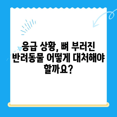 뼈가 부러진 반려동물 응급 상황, 24시간 동물병원이 필요한 이유 | 응급처치, 야간 진료, 동물병원 선택 가이드