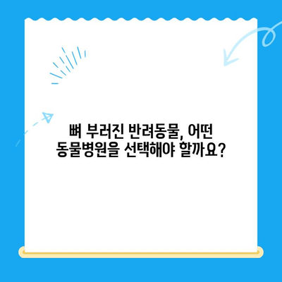 뼈가 부러진 반려동물 응급 상황, 24시간 동물병원이 필요한 이유 | 응급처치, 야간 진료, 동물병원 선택 가이드