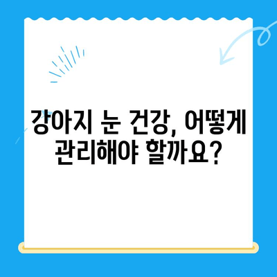 강아지 안과 검진 경험담| 처인구 24시 병원에서 안과 검진 후기 | 강아지 안과 질환, 눈 건강, 처인구 동물병원 추천