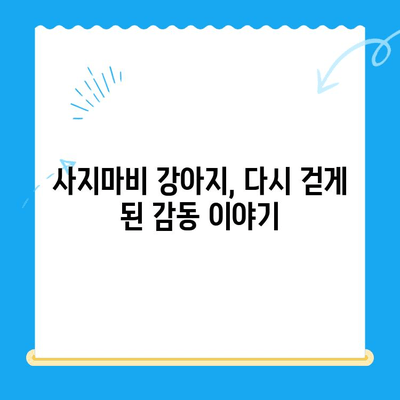 원주 24시 스카이 동물병원, 강아지 사지마비 치료 후기| 솔직한 경험 공유 | 강아지 사지마비, 재활 치료, 원주 동물병원