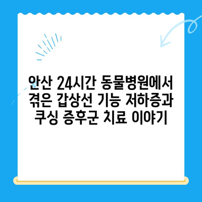 안산 24시간 동물병원 갑상선기능저하증 & 쿠싱증후군 치료 후기| 저희 아이의 경험 공유 | 반려동물 건강, 안산 동물병원 추천, 갑상선, 쿠싱