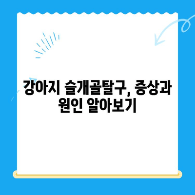대치동, 개포동 강아지 슬개골탈구 수술 전문 24시 동물병원 | 슬개골탈구 증상, 수술, 재활, 비용 정보