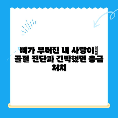 24시간 동물병원, 응급 상황 속 나의 반려동물 골절 치료 경험 | 애완동물, 골절, 응급처치, 24시간 동물병원