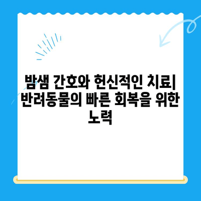 24시간 동물병원, 응급 상황 속 나의 반려동물 골절 치료 경험 | 애완동물, 골절, 응급처치, 24시간 동물병원