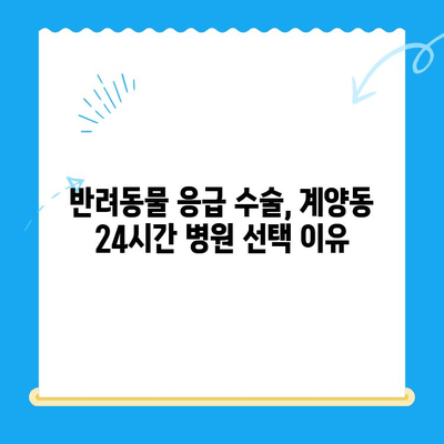 계양동 24시간 동물병원 수술 후기| 솔직한 경험 공유 | 반려동물, 응급 수술, 병원 추천