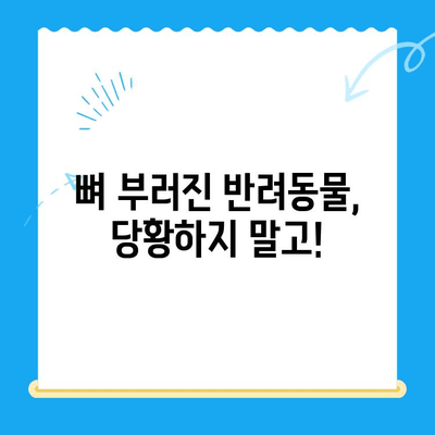 24시간 동물병원| 뼈 부러진 반려동물 응급처치 & 관리 가이드 | 응급상황, 치료, 회복, 팁