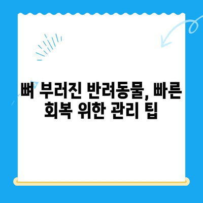 24시간 동물병원| 뼈 부러진 반려동물 응급처치 & 관리 가이드 | 응급상황, 치료, 회복, 팁