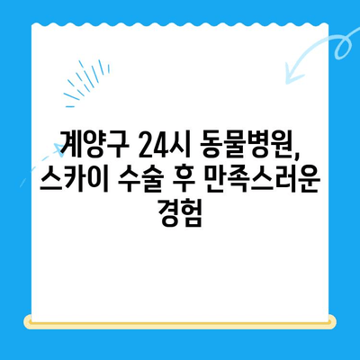 계양 스카이 동물병원 24시 - 반려동물 수술 후기| 만족스러운 경험 공유 | 계양구, 인천 동물병원, 스카이 수술, 수술 후기, 24시 동물병원