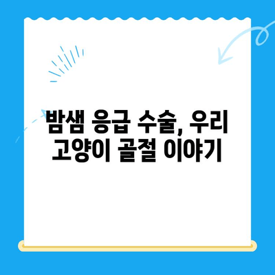 고양이 골절 응급 수술| 24시간 동물병원에서 겪은 실제 경험 | 응급처치, 수술 과정, 회복 이야기