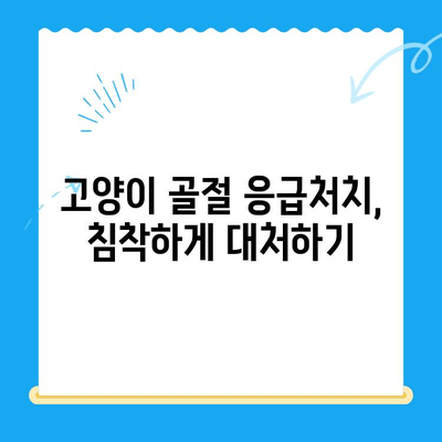 고양이 골절 응급 수술| 24시간 동물병원에서 겪은 실제 경험 | 응급처치, 수술 과정, 회복 이야기