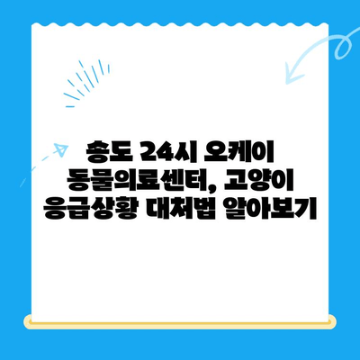 송도 24시 오케이 동물의료센터 고양이 응급진료 대기시간|  빠르고 정확한 정보 | 송도, 동물병원, 응급실, 고양이 건강