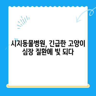 시지동물병원 24시간 고양이 심장진료 후기| 실제 경험담 공유 | 시지, 동물병원, 야간진료, 심장병, 고양이