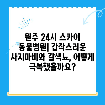 원주 24시 스카이 동물병원| 강아지 사지마비 및 갈색뇨 치료 후기 | 원주 동물병원 추천, 강아지 건강, 24시 응급 진료