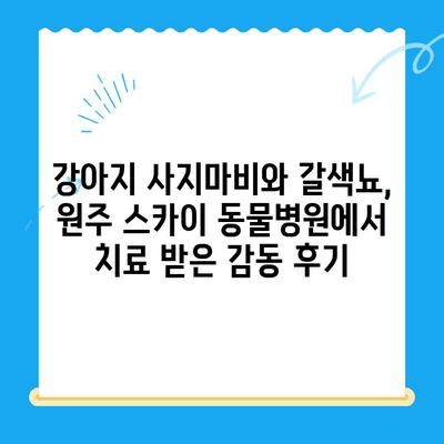 원주 24시 스카이 동물병원| 강아지 사지마비 및 갈색뇨 치료 후기 | 원주 동물병원 추천, 강아지 건강, 24시 응급 진료