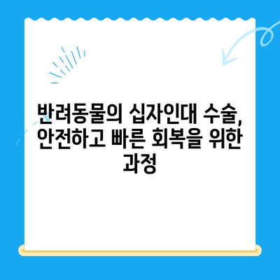 24시간 동물병원에서 십자인대 수술| 반려동물의 빠른 회복을 위한 안내 | 긴급 수술, 수술 과정, 입원, 비용, 후처치