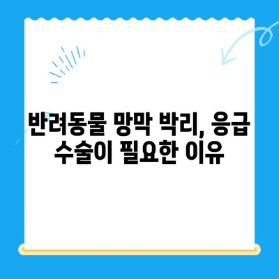 24시간 동물병원, 망막 박리 수술 어떻게 받을까요? | 응급 수술, 비용, 준비물, 후기