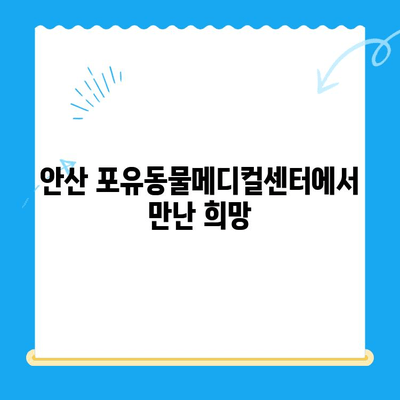 안산 포유동물메디컬센터 갑상선 기능 저하증 & 쿠싱증후군 치료 후기| 반려동물 건강 회복 이야기 | 갑상선, 쿠싱, 안산 동물병원, 치료 경험