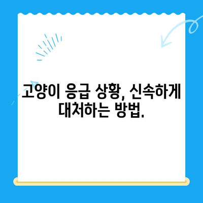 고양이 건강 체크 가이드| 24시간 동물병원 이용 및 건강 관리 팁 | 고양이 건강, 응급 상황, 동물병원, 건강 관리