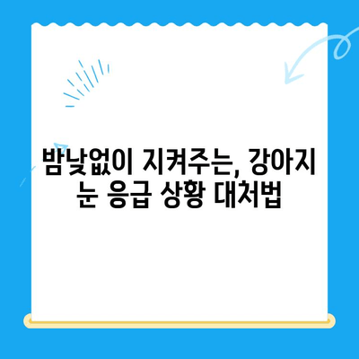 용인/평택/오산 24시간 동물병원 응급센터| 강아지 안과 검진 후기 | 강아지 눈 건강, 응급 상황 대처, 전문의 추천