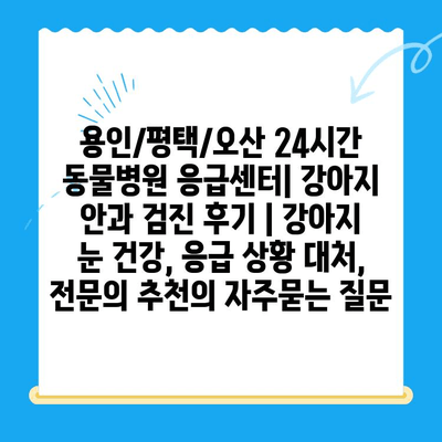 용인/평택/오산 24시간 동물병원 응급센터| 강아지 안과 검진 후기 | 강아지 눈 건강, 응급 상황 대처, 전문의 추천