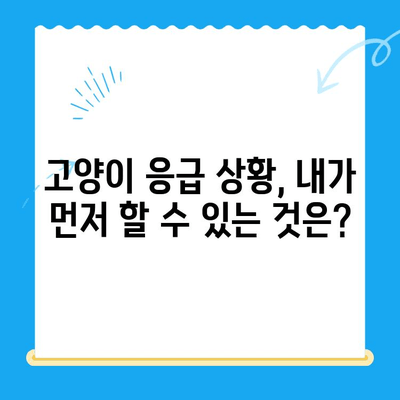 24시간 응급 상황! 고양이 검진 가이드 & 가까운 동물병원 찾기 | 밤낮없이 지켜주는 고양이 건강 지킴이