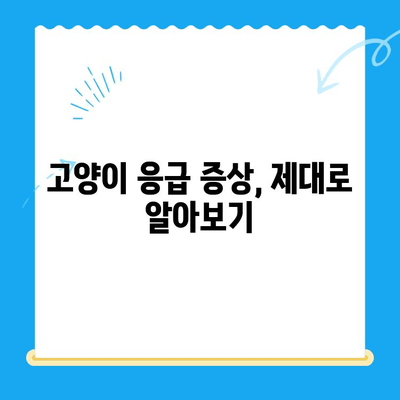 24시간 응급 상황! 고양이 검진 가이드 & 가까운 동물병원 찾기 | 밤낮없이 지켜주는 고양이 건강 지킴이