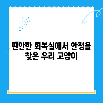 송도 오케이 동물의료센터 고양이 건강검진 후 회복실 안정기| 상세 후기 | 24시 동물병원, 고양이 건강검진, 회복 과정