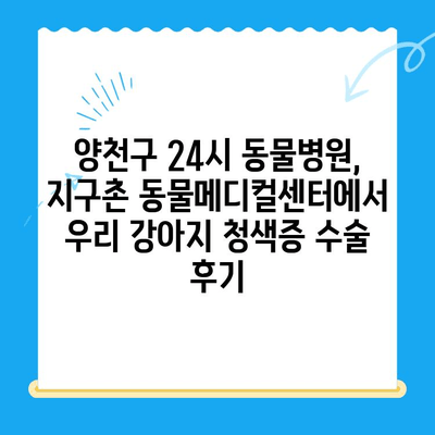 양천구 강아지 청색증 수술 후기| 24시 지구촌 동물메디컬센터에서의 경험 | 청색증, 강아지 수술, 동물병원 후기, 24시 동물병원