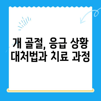 심야에 개 골절, 어디서 치료받아야 할까요? | 24시간 동물병원, 응급 치료, 골절 치료