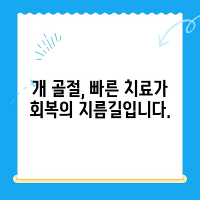 심야에 개 골절, 어디서 치료받아야 할까요? | 24시간 동물병원, 응급 치료, 골절 치료