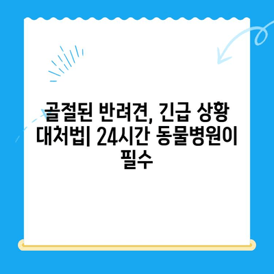 주말 응급 상황! 골절된 개를 위한 24시간 동물병원 찾기 | 응급 진료, 야간 진료, 동물 병원, 긴급 상황