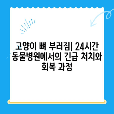 고양이 뼈 부러짐| 24시간 동물병원에서의 긴급 처치와 회복 과정 | 응급처치, 치료, 수술, 재활, 팁