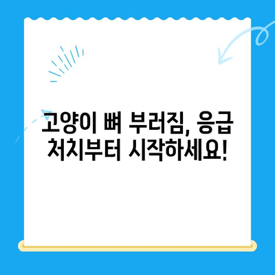 고양이 뼈 부러짐| 24시간 동물병원에서의 긴급 처치와 회복 과정 | 응급처치, 치료, 수술, 재활, 팁