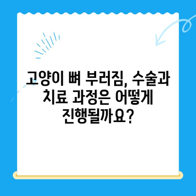 고양이 뼈 부러짐| 24시간 동물병원에서의 긴급 처치와 회복 과정 | 응급처치, 치료, 수술, 재활, 팁