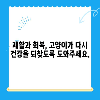 고양이 뼈 부러짐| 24시간 동물병원에서의 긴급 처치와 회복 과정 | 응급처치, 치료, 수술, 재활, 팁