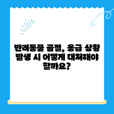 반려동물 골절, 24시간 안전하게 치료하는 동물병원 찾기 | 응급 상황, 골절 치료, 전문 동물병원