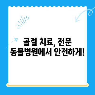 반려동물 골절, 24시간 안전하게 치료하는 동물병원 찾기 | 응급 상황, 골절 치료, 전문 동물병원