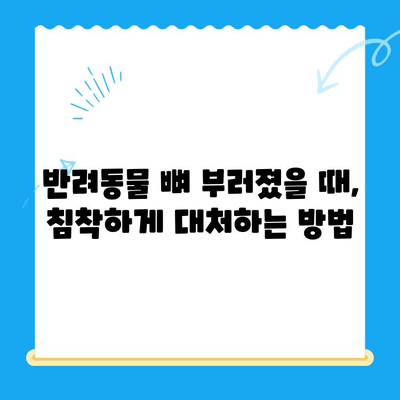 24시간 응급 동물병원에서 뼈 부러진 반려동물 치료| 응급 상황 대처 가이드 | 동물병원, 응급 치료, 골절, 반려동물