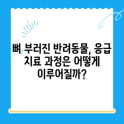 24시간 응급 동물병원에서 뼈 부러진 반려동물 치료| 응급 상황 대처 가이드 | 동물병원, 응급 치료, 골절, 반려동물