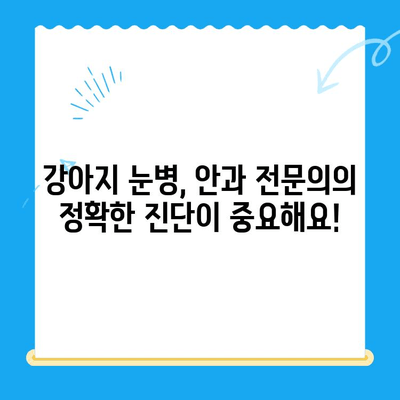 24시 동물병원 강아지 안과 검진 후기| 밤샘 진료 경험 공유 | 강아지 눈병, 안과 전문의, 응급 진료, 24시 동물병원