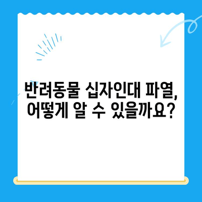 부천 옥길아라 동물병원에서 연중무휴로 진행하는 반려동물 십자인대 수술 안내 | 십자인대 파열, 수술 과정, 재활, 비용